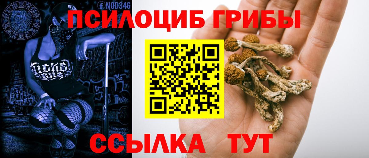 Псилоцибиновые грибы Psilocybine cubensis Мончегорск